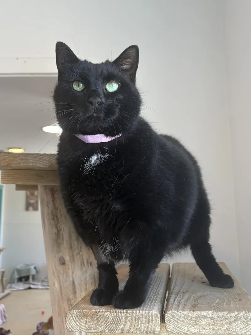 An adult medium-sized female Black Domestic Short Hair cat named Basbousa for adoption in Chicago, IL