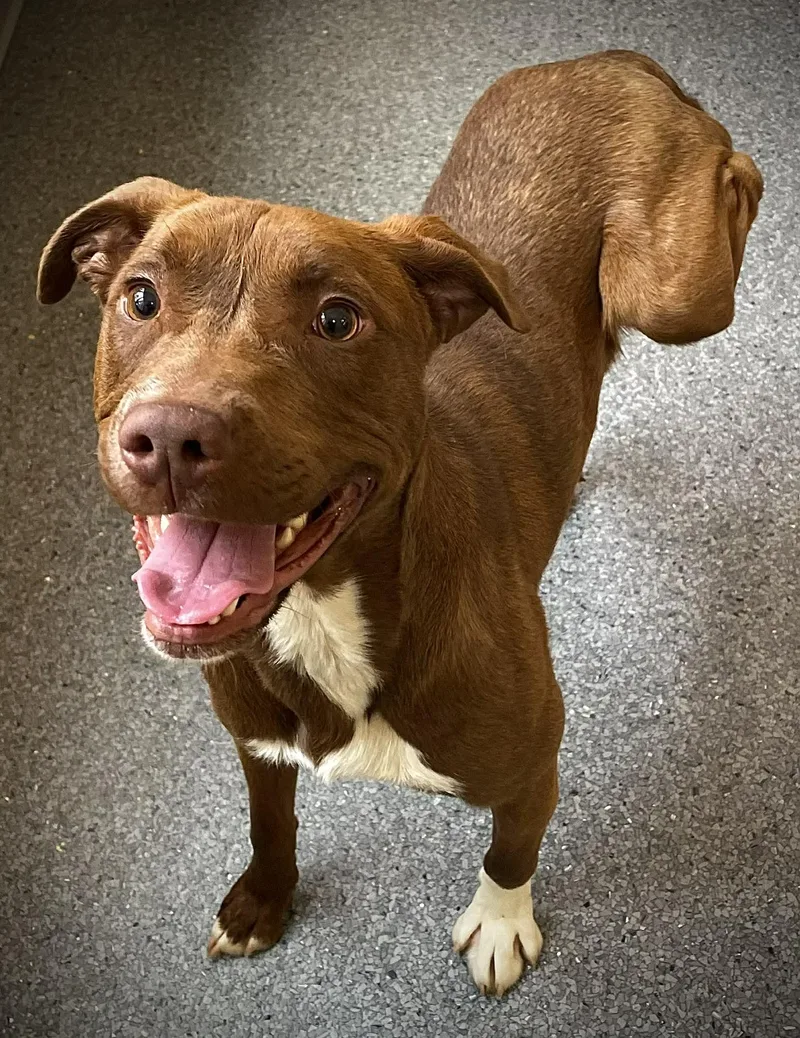 An adult medium-sized male Terrier dog named Lil' Bit for adoption in Covington, VA