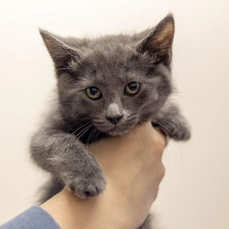 A baby small-sized female Gray / Blue / Silver Domestic Short Hair cat named Nyra for adoption in Chaska, MN