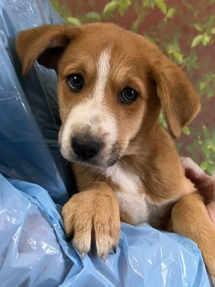 A young small-sized female Retriever dog named Fortune Cookie for adoption in San Antonio, TX