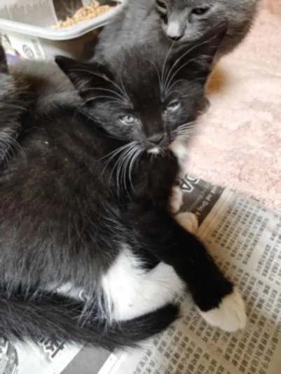 A baby small-sized female Domestic Short Hair cat named Miranda for adoption in Los Angeles, CA