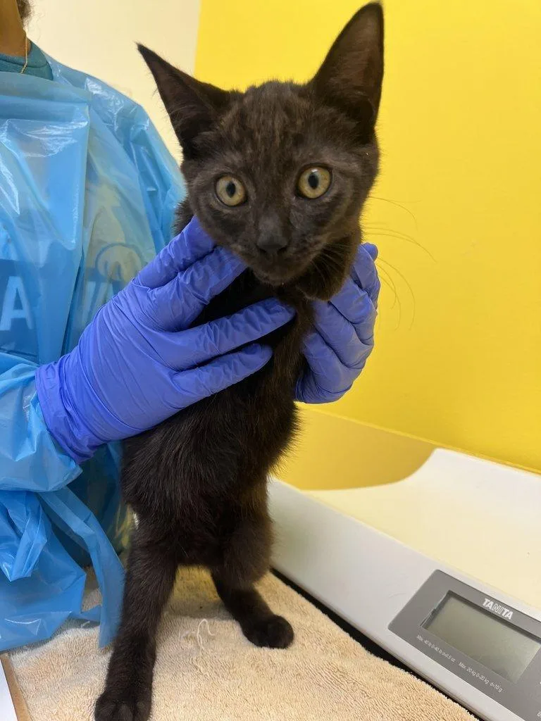 A baby small-sized female Smoke Domestic Short Hair cat named Renee for adoption in Raleigh, NC