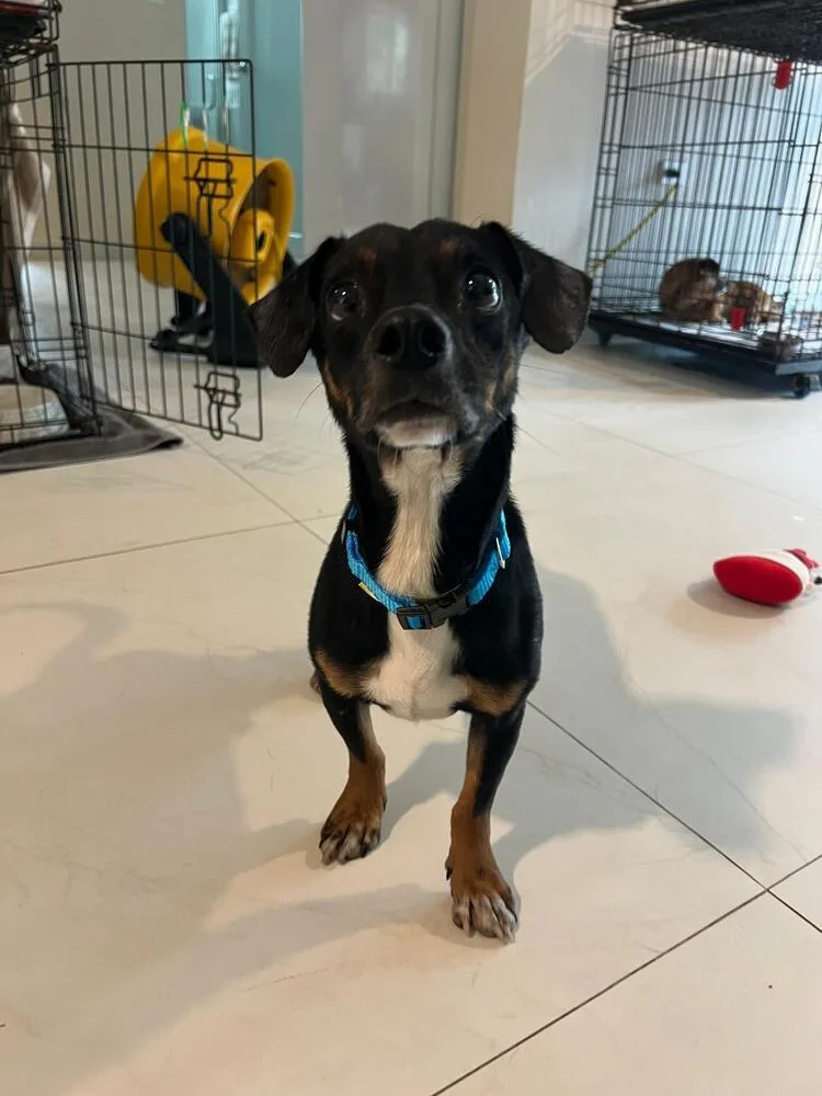 A young small-sized male Tricolor (Brown, Black, & White) Chihuahua dog named Cosmo for adoption in Manhattan, NY