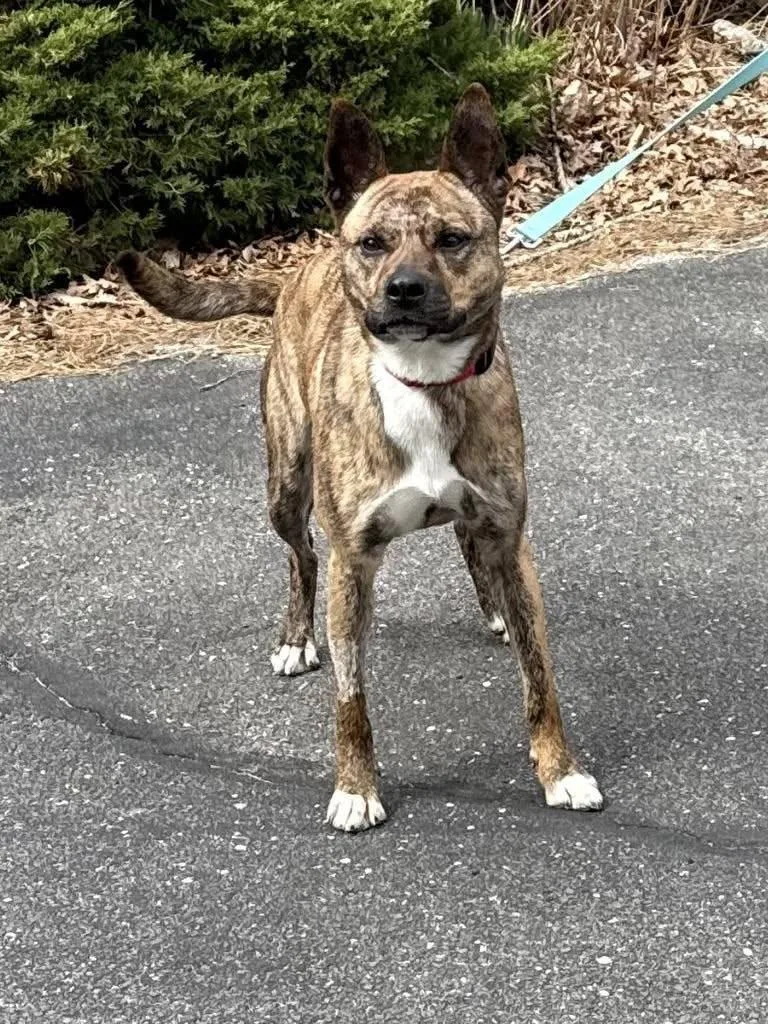 A young medium-sized female Brindle American Staffordshire Terrier dog named Analisa for adoption in Old Westbury, NY