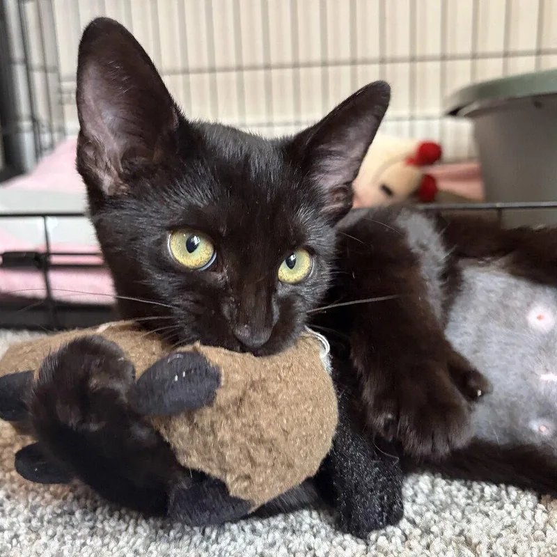 A baby medium-sized female Black & White / Tuxedo Domestic Short Hair cat named Madrid for adoption in Candler, NC