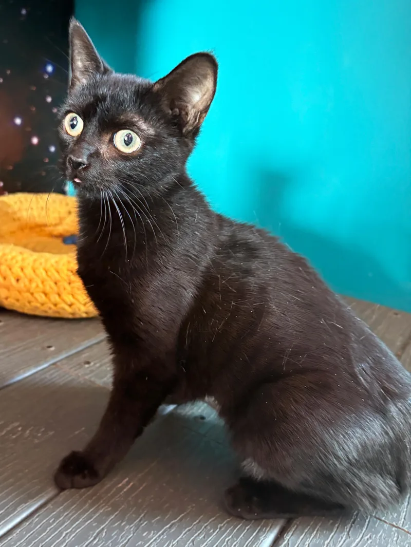 A baby small-sized female Black Domestic Short Hair cat named Bunnicula for adoption in Asheville, NC
