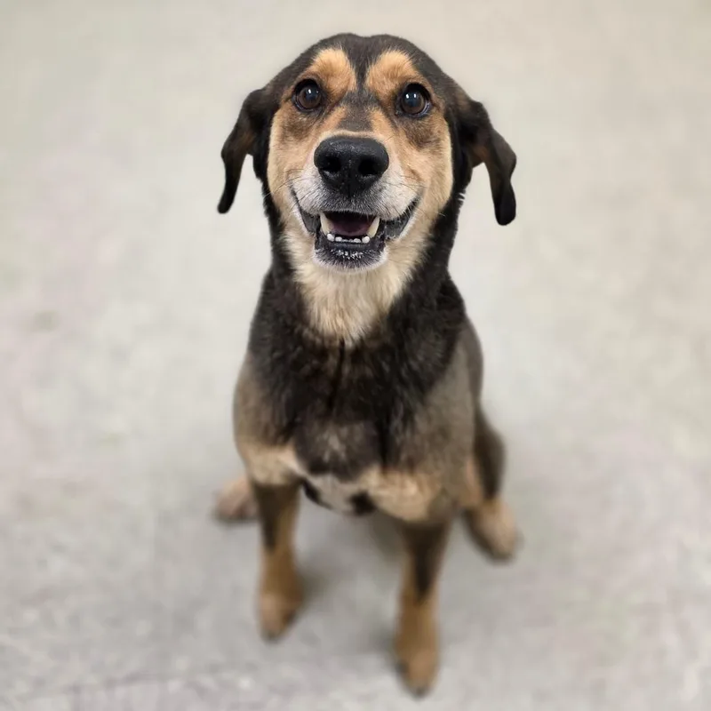 A senior medium-sized male Brown / Chocolate Mixed Breed dog named Jake for adoption in Chatham, VA