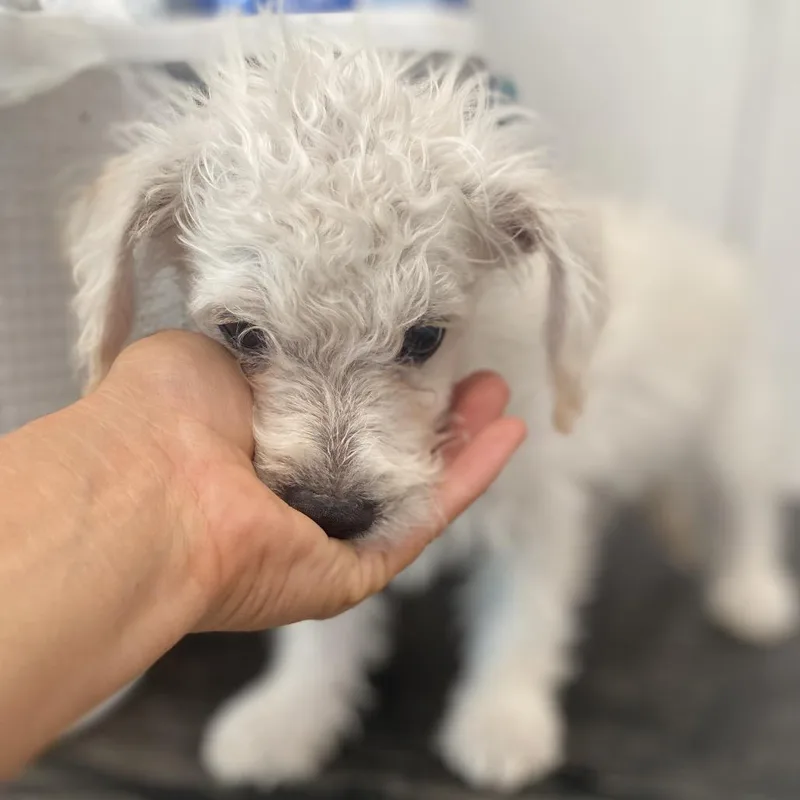 A baby small-sized male Poodle dog named Softie for adoption in Escondido, CA