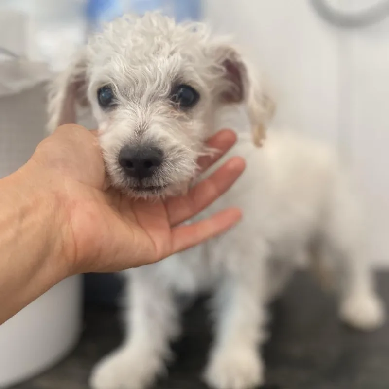 Softie thumbnail 2