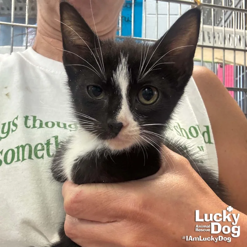 A baby medium-sized male Black & White / Tuxedo Domestic Short Hair cat named Link for adoption in Washington, DC