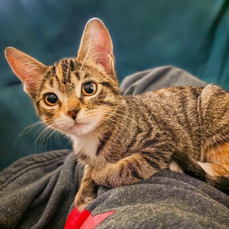 A baby small-sized male Brown / Chocolate Domestic Short Hair cat named Sweet Pea for adoption in Huntsville, AL