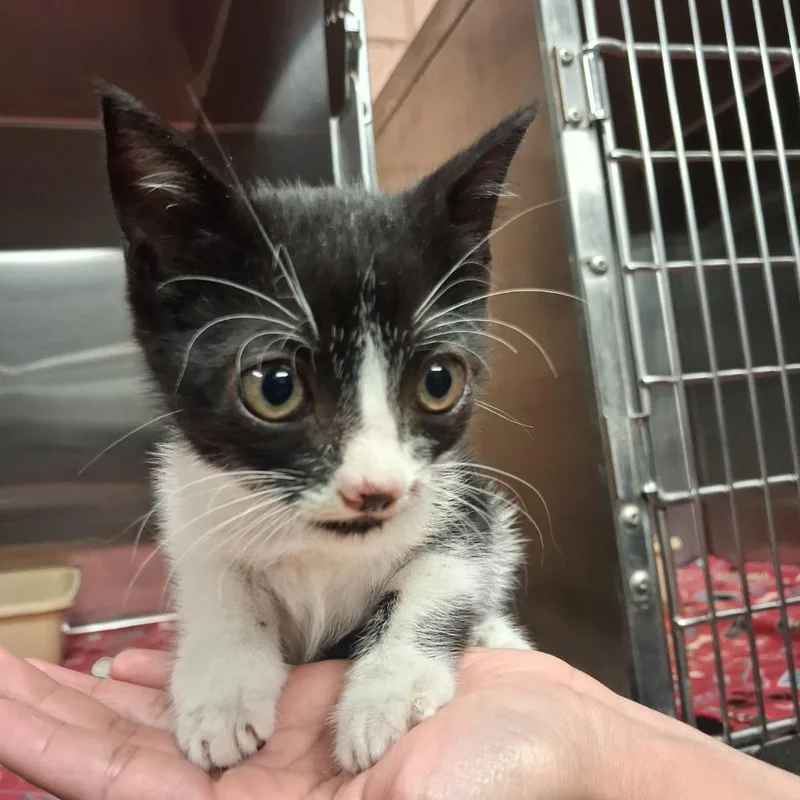 A baby small-sized male Domestic Short Hair cat named Gilbert for adoption in Gautier, MS