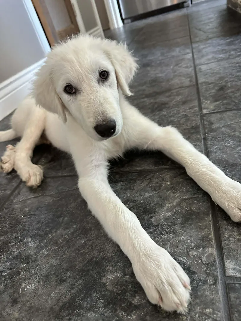 Baxter Sat