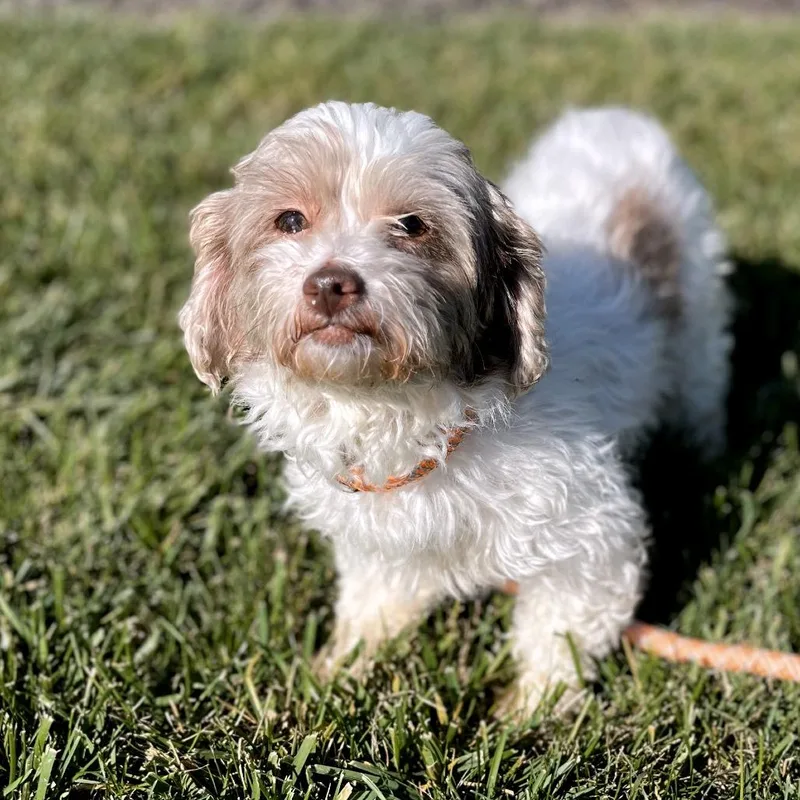 An adult small-sized female Shih Tzu dog named Peach for adoption in Fort Wayne, IN