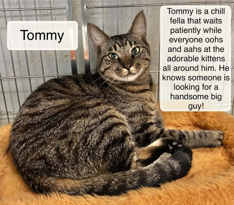 An adult large-sized male Tabby (Brown / Chocolate) Domestic Short Hair cat named Tommy for adoption in Ellicott City, MD