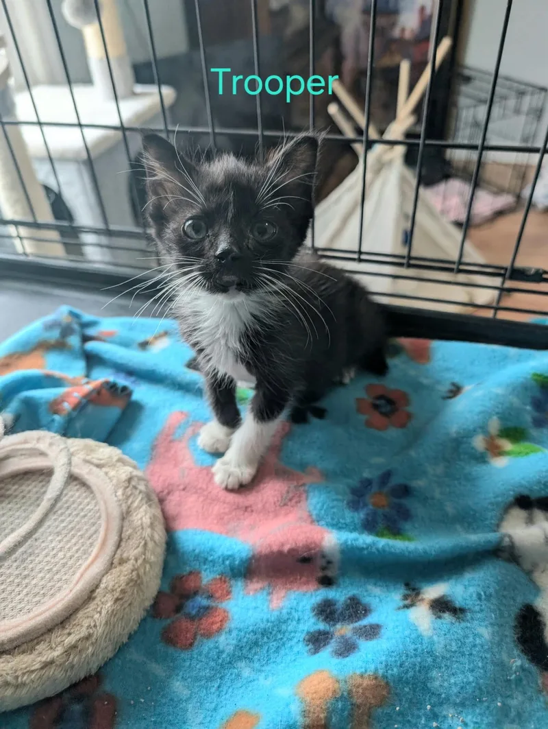 A baby small-sized male Black Domestic Short Hair cat named Trooper for adoption in Shrewsbury, MA