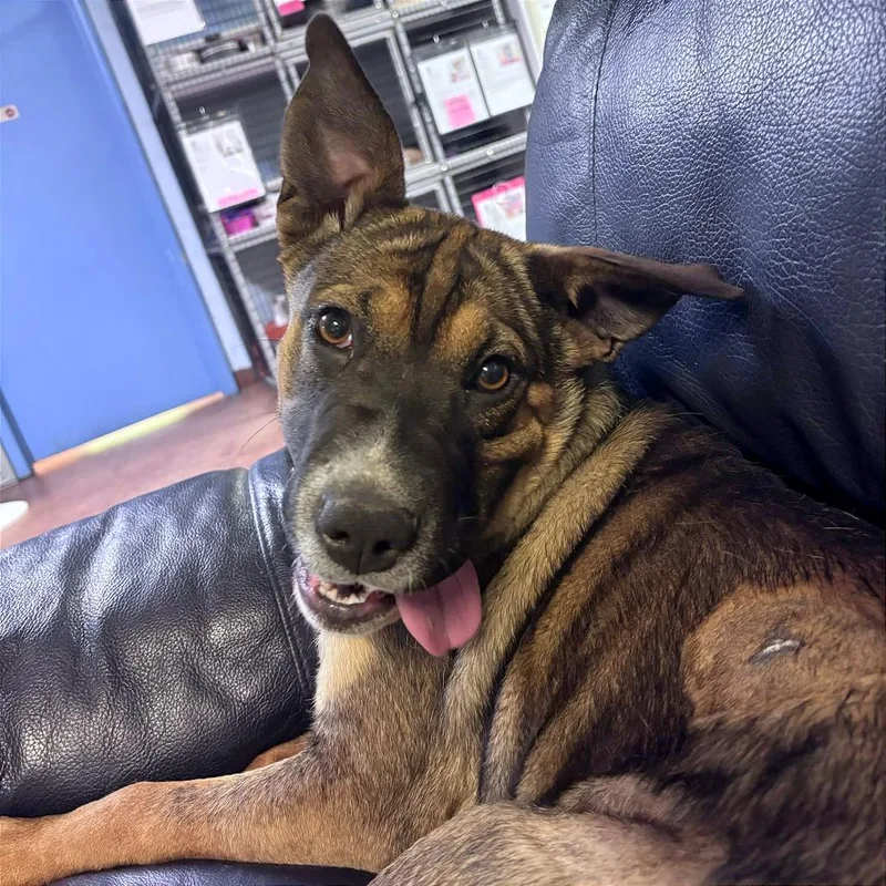 A young medium-sized female Black Cattle Dog dog named Sasha for adoption in Clarksville, AR
