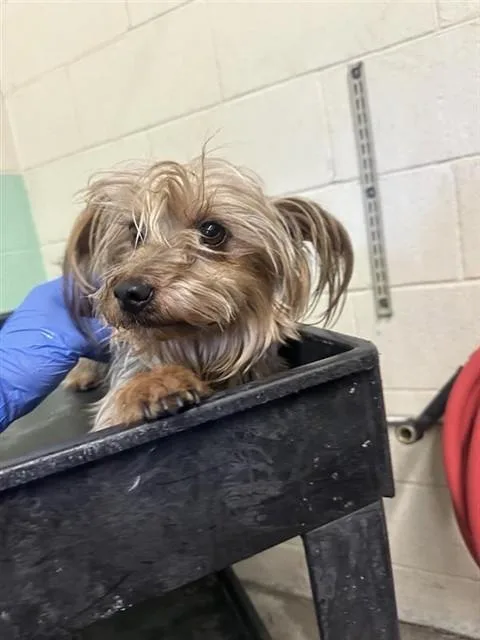 An adult small-sized male Yorkshire Terrier dog named Gingerbread Man for adoption in Sacramento, CA