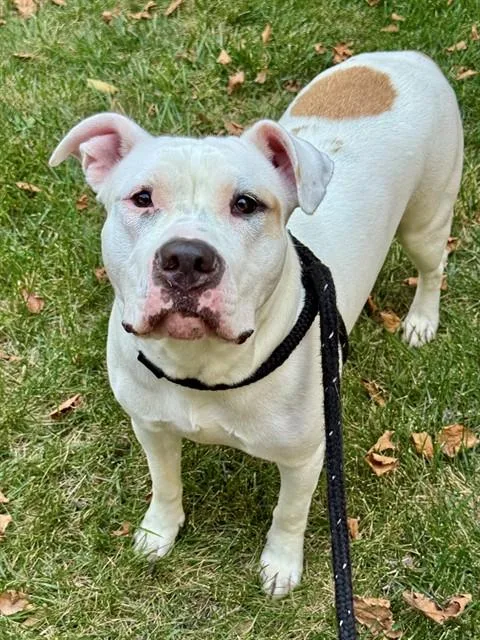 A young medium-sized female American Bulldog dog named Deedee for adoption in Olivette, MO