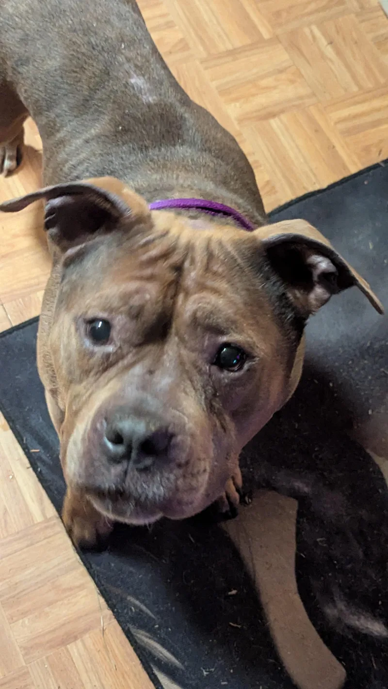 A senior medium-sized female Brindle Staffordshire Bull Terrier dog named Ruby for adoption in Silverdale, WA