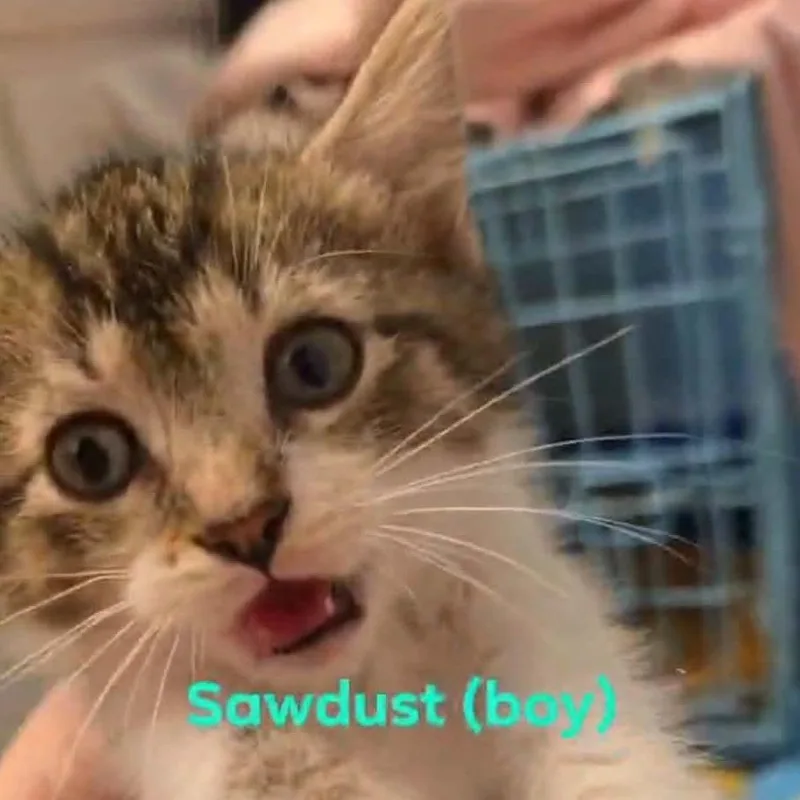 A baby small-sized male Domestic Short Hair cat named Sawdust for adoption in Elwood, IN