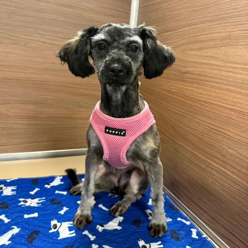 An adult small-sized female Gray / Blue / Silver Shih Tzu dog named Trudy for adoption in Cedar Park, TX