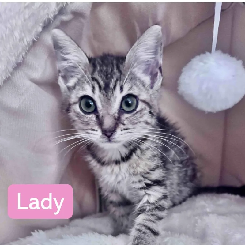 A baby medium-sized female Domestic Short Hair cat named Lady for adoption in Hoover , AL