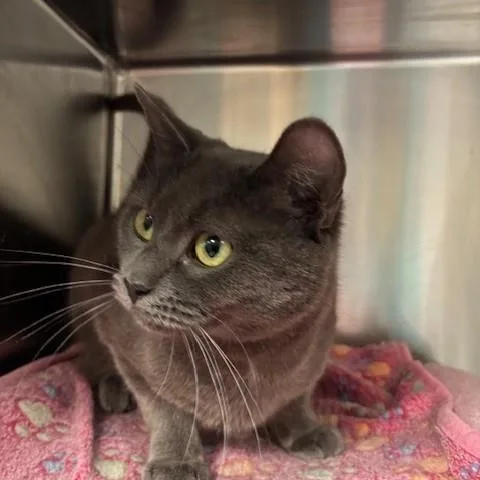 An adult medium-sized female Gray / Blue / Silver Russian Blue cat named Violet for adoption in Braintree, MA