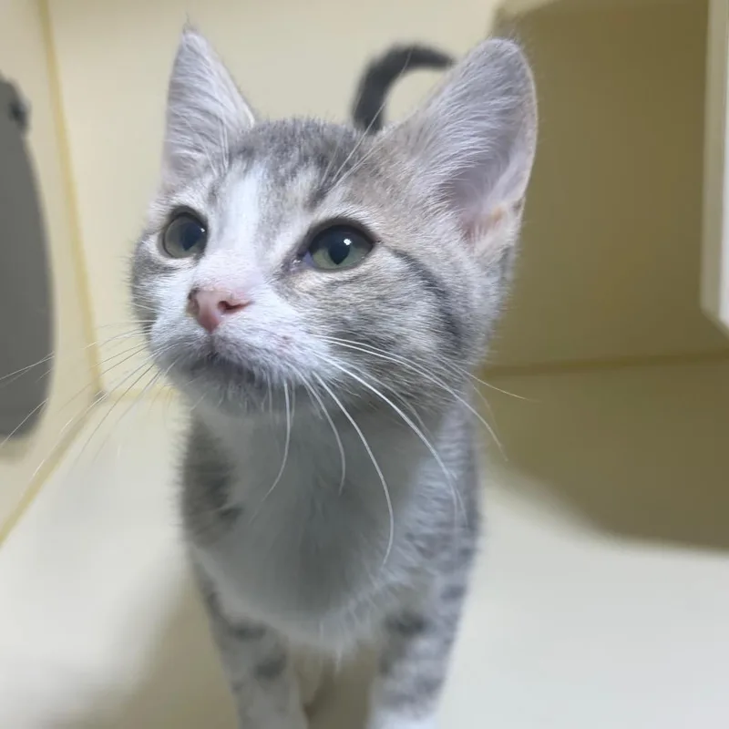 A baby small-sized female White Domestic Short Hair cat named Waffle for adoption in Mocksville, NC