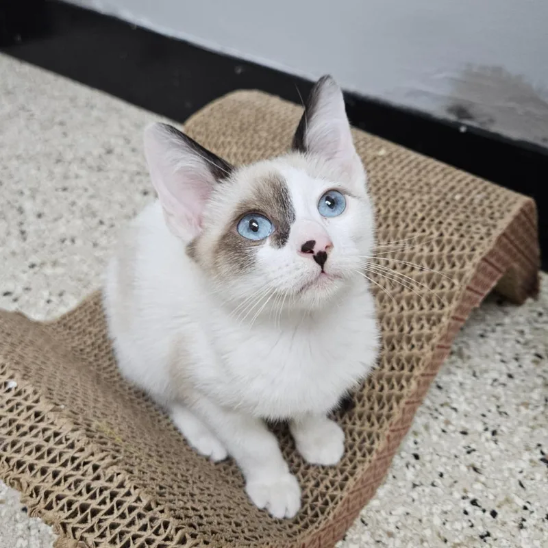 A baby small-sized male Snowshoe cat named Shepherd for adoption in Los Angeles, CA