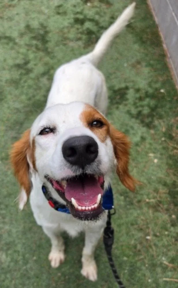An adult medium-sized male Tricolor (Brown, Black, & White) English Setter dog named Kreo for adoption in Sedalia, CO