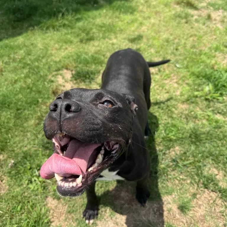 A young small-sized female Mixed Breed dog named Star for adoption in Mount Gilead, NC
