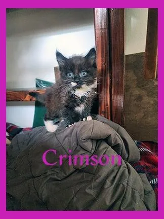 A baby medium-sized male Domestic Short Hair cat named Crimson for adoption in Hoover , AL