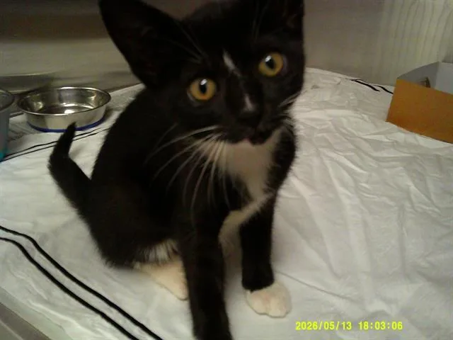 A baby small-sized female Domestic Short Hair cat named Ivy for adoption in Fort Lauderdale, FL