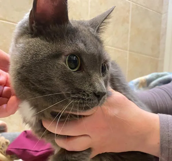 A senior small-sized female Domestic Short Hair cat named Armpit Earlobe Kneecap for adoption in Duluth, MN