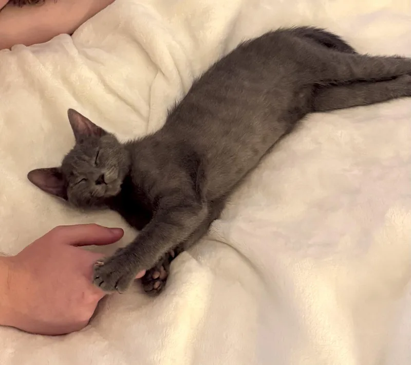 A baby small-sized male Gray / Blue / Silver Russian Blue cat named Sully for adoption in Brooklyn, NY