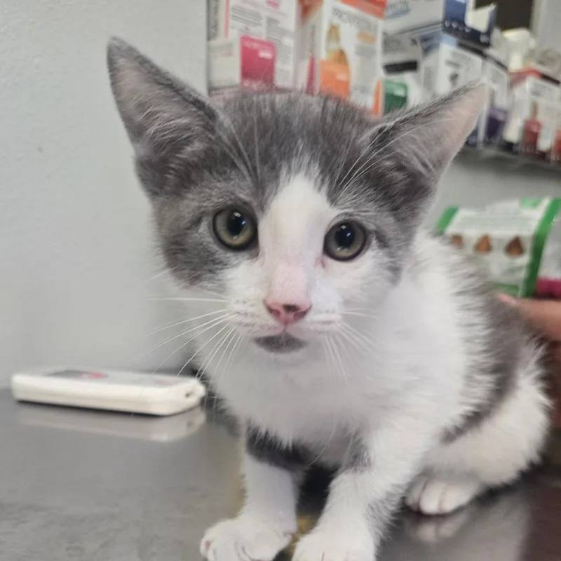 A baby small-sized male Gray / Blue / Silver Domestic Short Hair cat named Cable for adoption in San Jacinto, CA