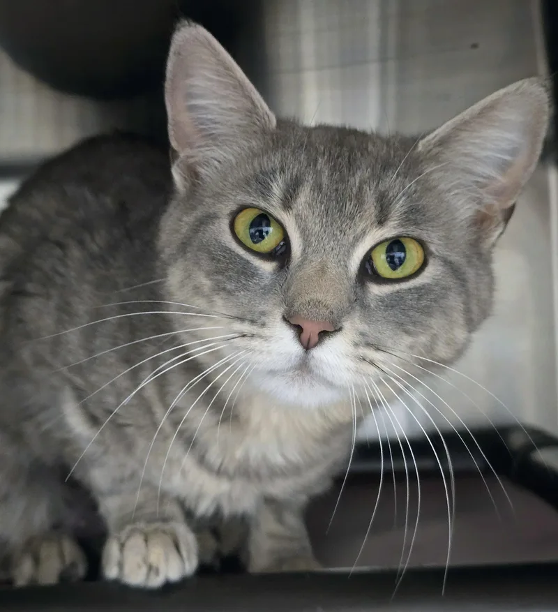 A young medium-sized female Tabby (Gray / Blue / Silver) Domestic Short Hair cat named Roberta for adoption in Amityville, NY