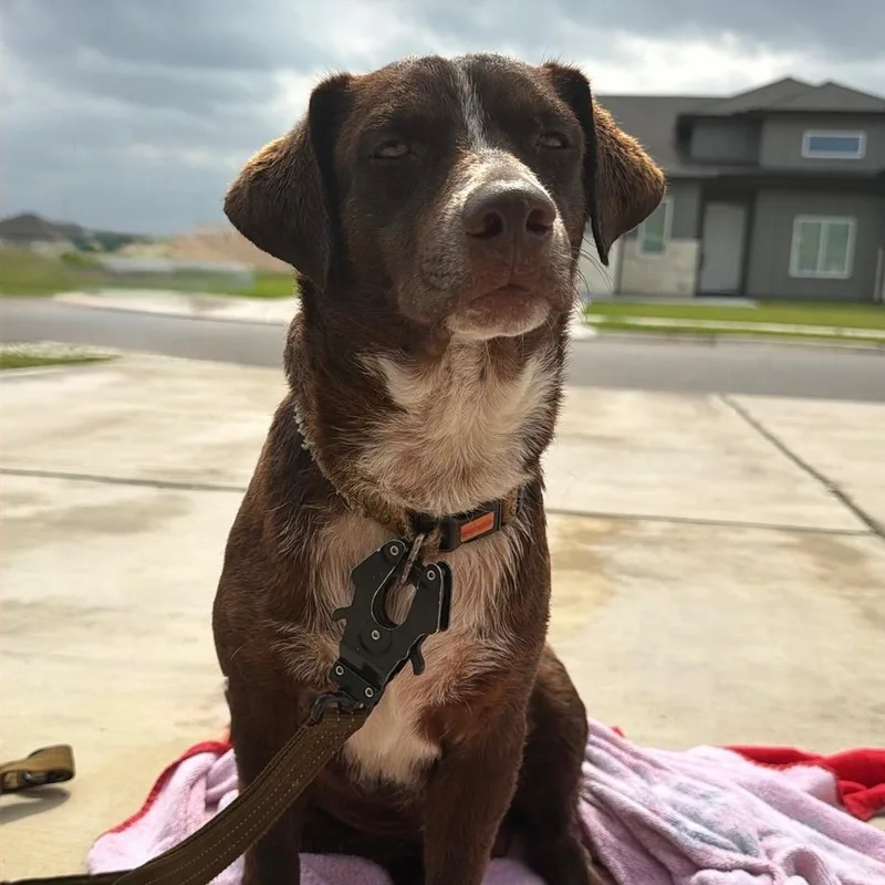 An adult small-sized male Brown / Chocolate Dachshund (Long Haired) dog named Gambit for adoption in Brownsville, TX
