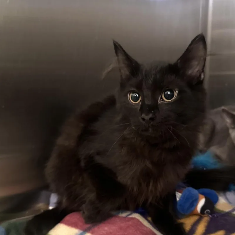 A young small-sized male Black Domestic Medium Hair cat named Lucky for adoption in Columbia Station, OH