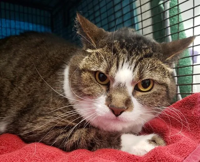 An adult small-sized male Domestic Short Hair cat named Senna for adoption in Tucson, AZ