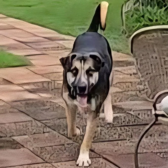 An adult medium-sized male Husky dog named Wyatt for adoption in Peachtree City, GA