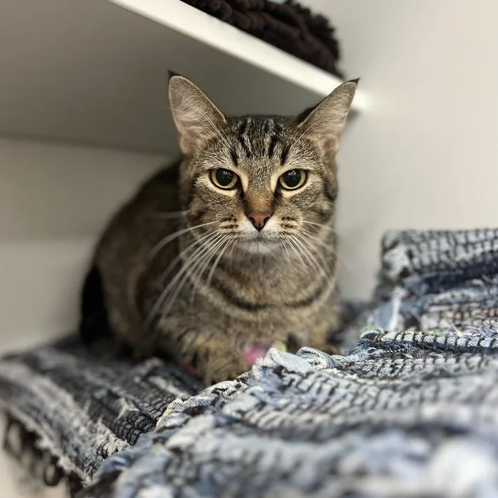 An adult medium-sized female Domestic Short Hair cat named Blossum for adoption in Jackson, MI