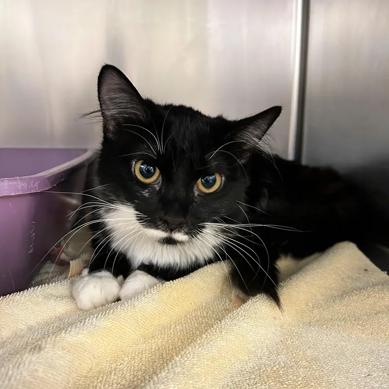 A young medium-sized female Black & White / Tuxedo Domestic Medium Hair cat named Gracie for adoption in Lindon, UT