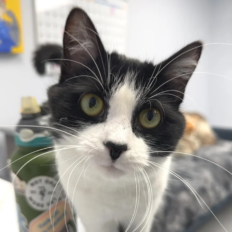 Milkshake thumbnail 2