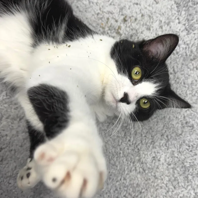 Milkshake thumbnail 3