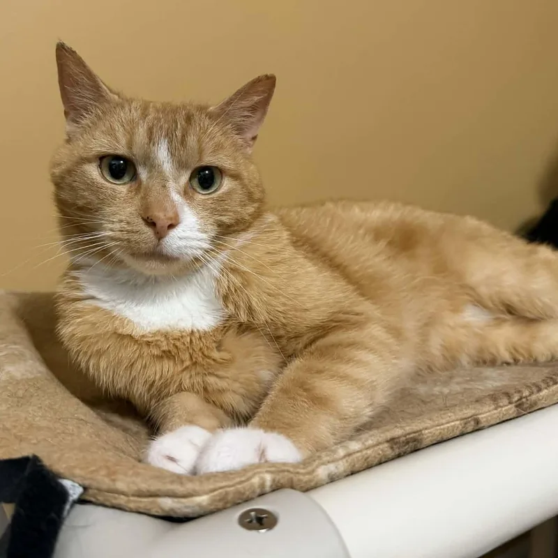 A young medium-sized male Orange / Red Domestic Short Hair cat named Gatsby for adoption in Rochester, NY