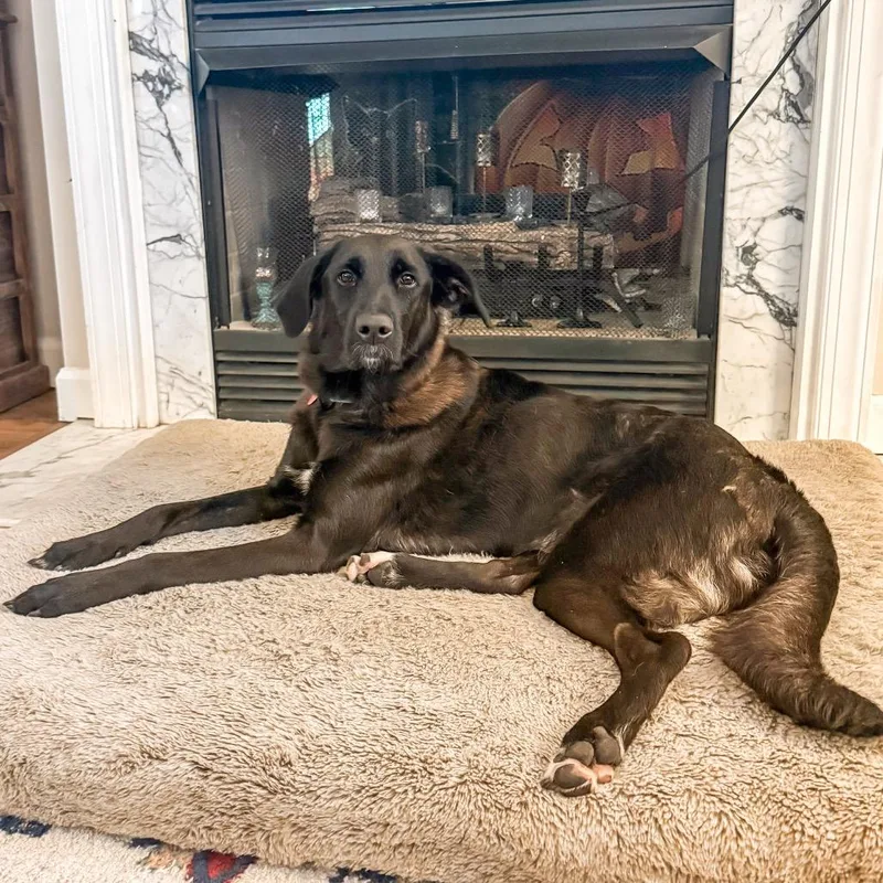 An adult medium-sized female Black Mixed Breed dog named Melinda for adoption in Fredericksburg, VA