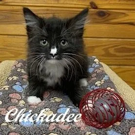 A baby small-sized female Black & White / Tuxedo Domestic Medium Hair cat named Chickadee for adoption in Southern Pines, NC