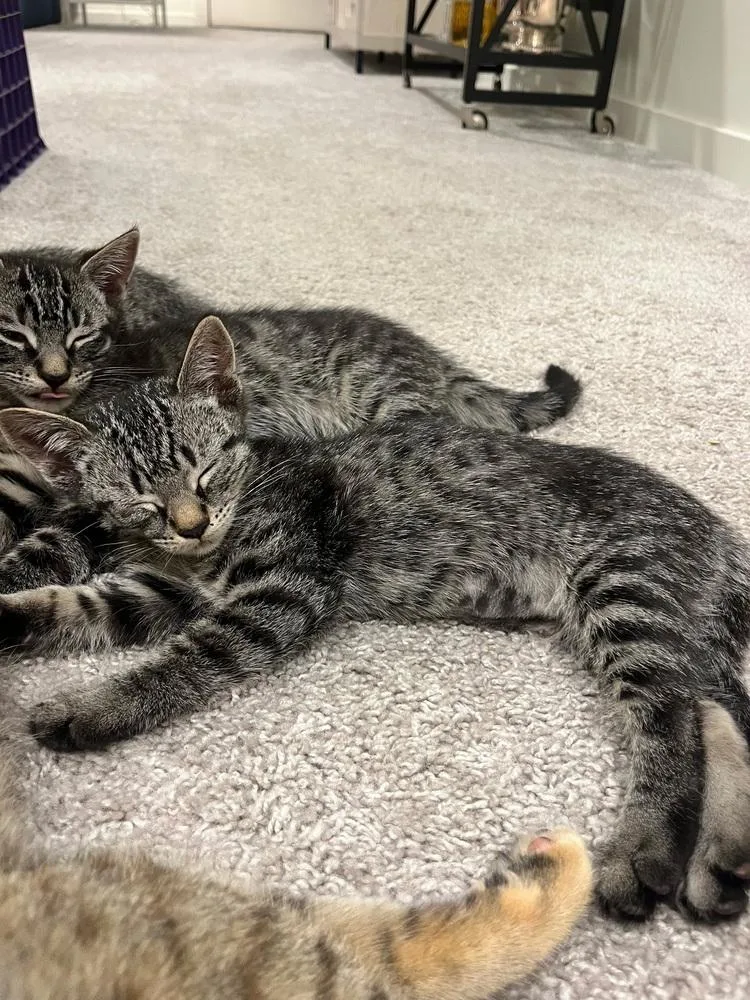 A baby small-sized female Exotic Shorthair cat named The Eagles: Life In for adoption in Warren, CT